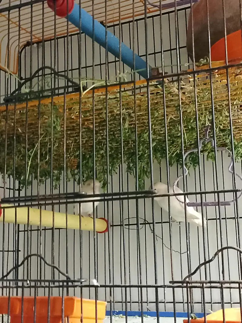 love birds — photo 7