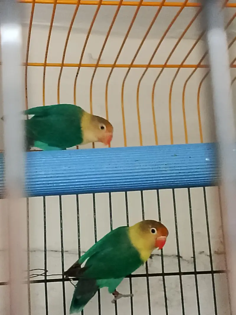 love birds — photo 9