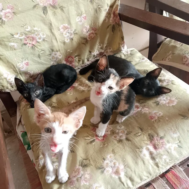 beautiful and playing full kitten for adoption(صرف دو ماہ کے خوبصورت ) — photo 2
