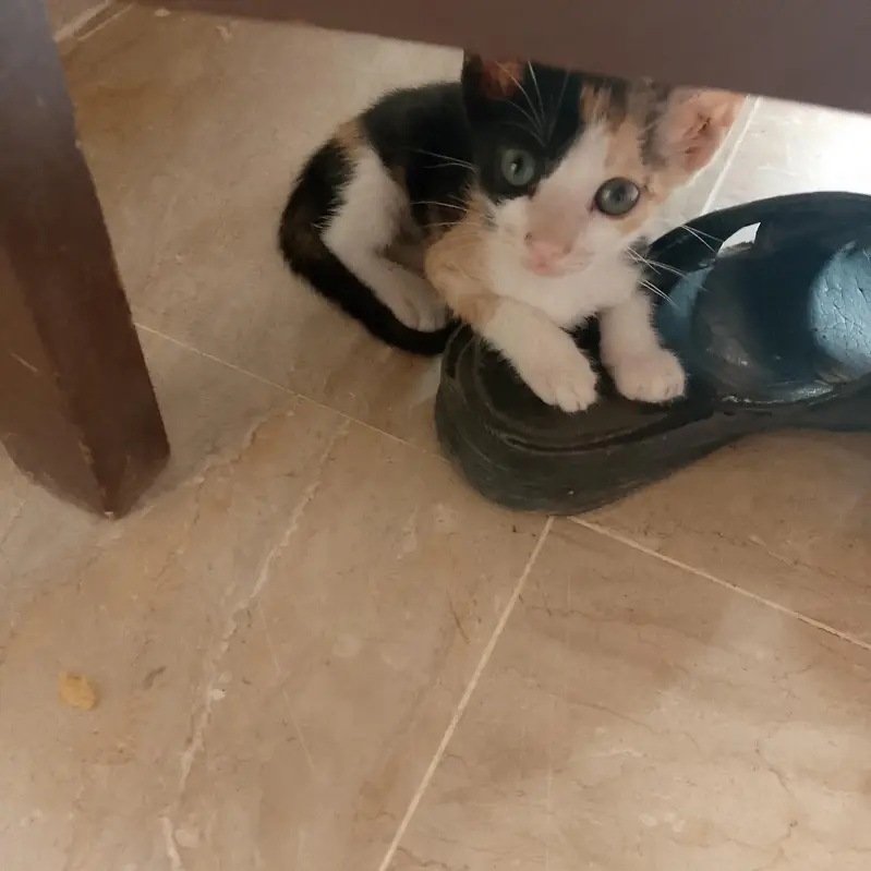 beautiful and playing full kitten for adoption(صرف دو ماہ کے خوبصورت ) — photo 4