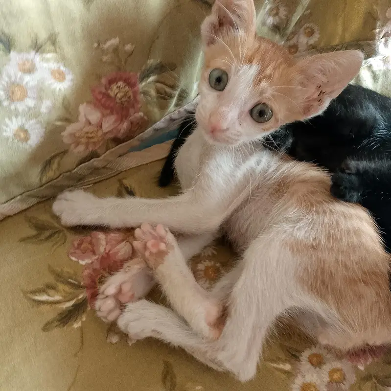 beautiful and playing full kitten for adoption(صرف دو ماہ کے خوبصورت ) — photo 7
