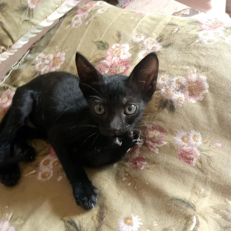 beautiful and playing full kitten for adoption(صرف دو ماہ کے خوبصورت ) — photo 9