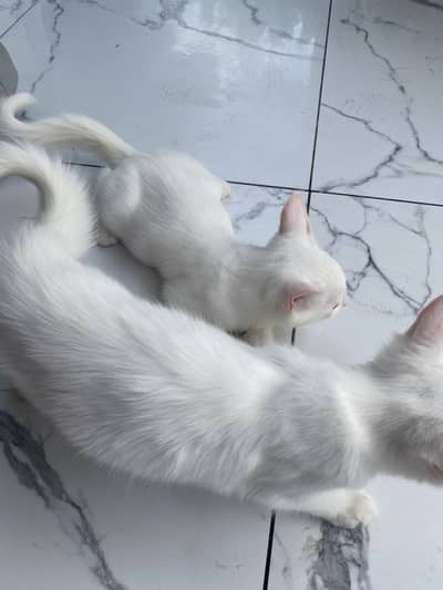 Persian cat very attentive and lovely pair