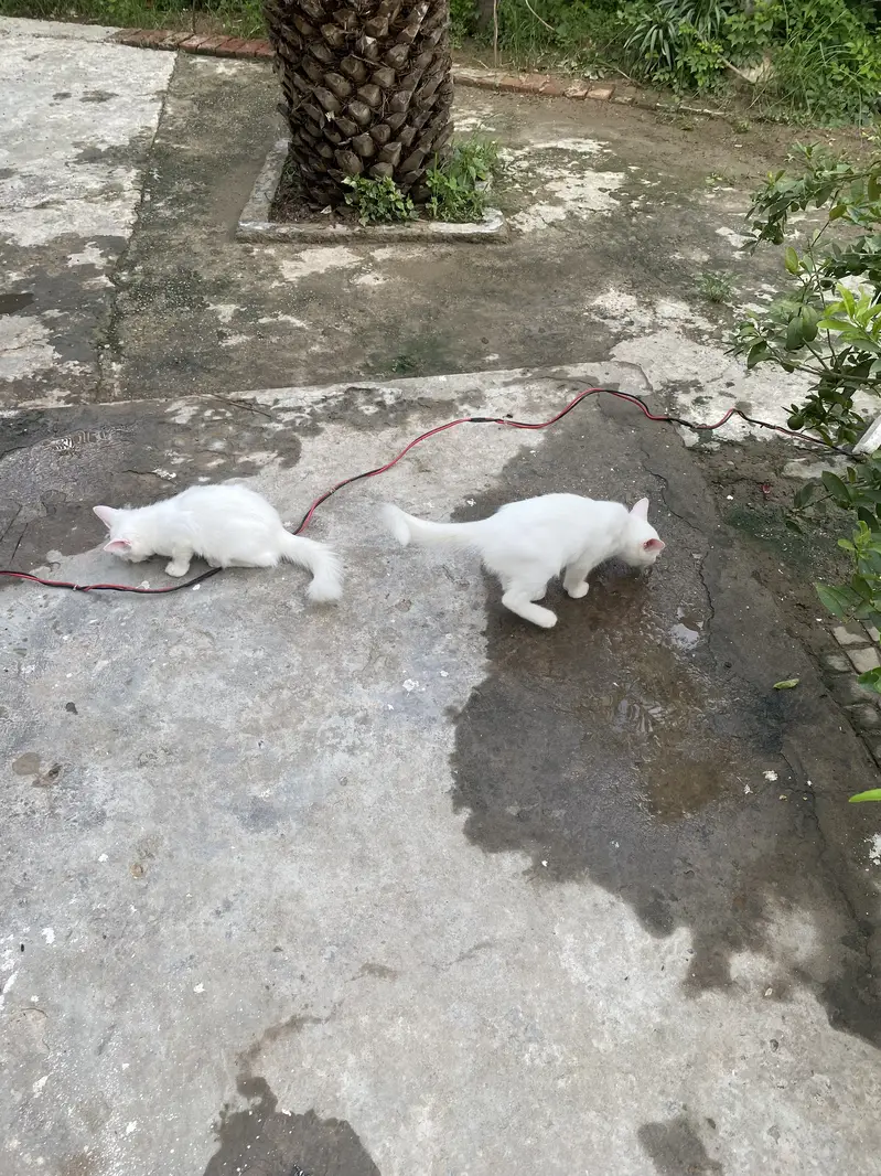 Persian cat very attentive and lovely pair — photo 2