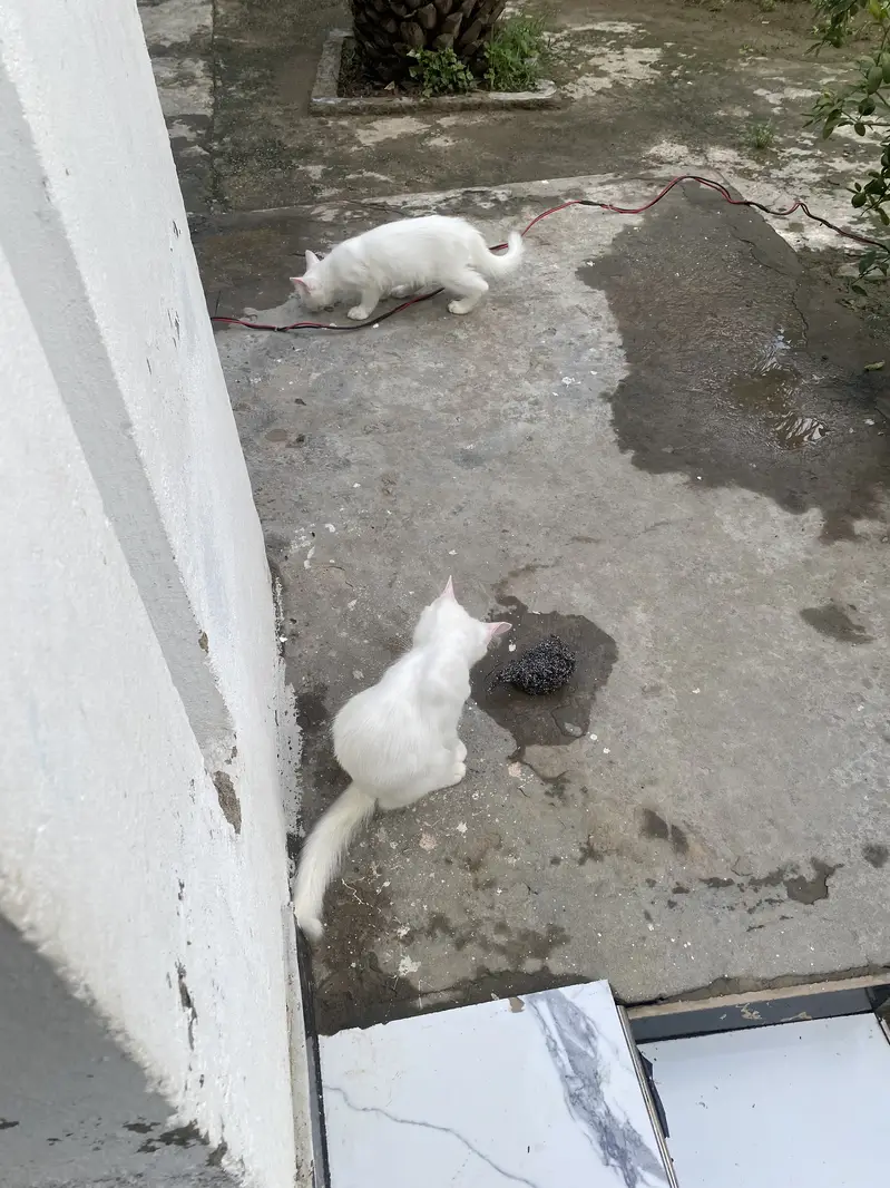 Persian cat very attentive and lovely pair — photo 3