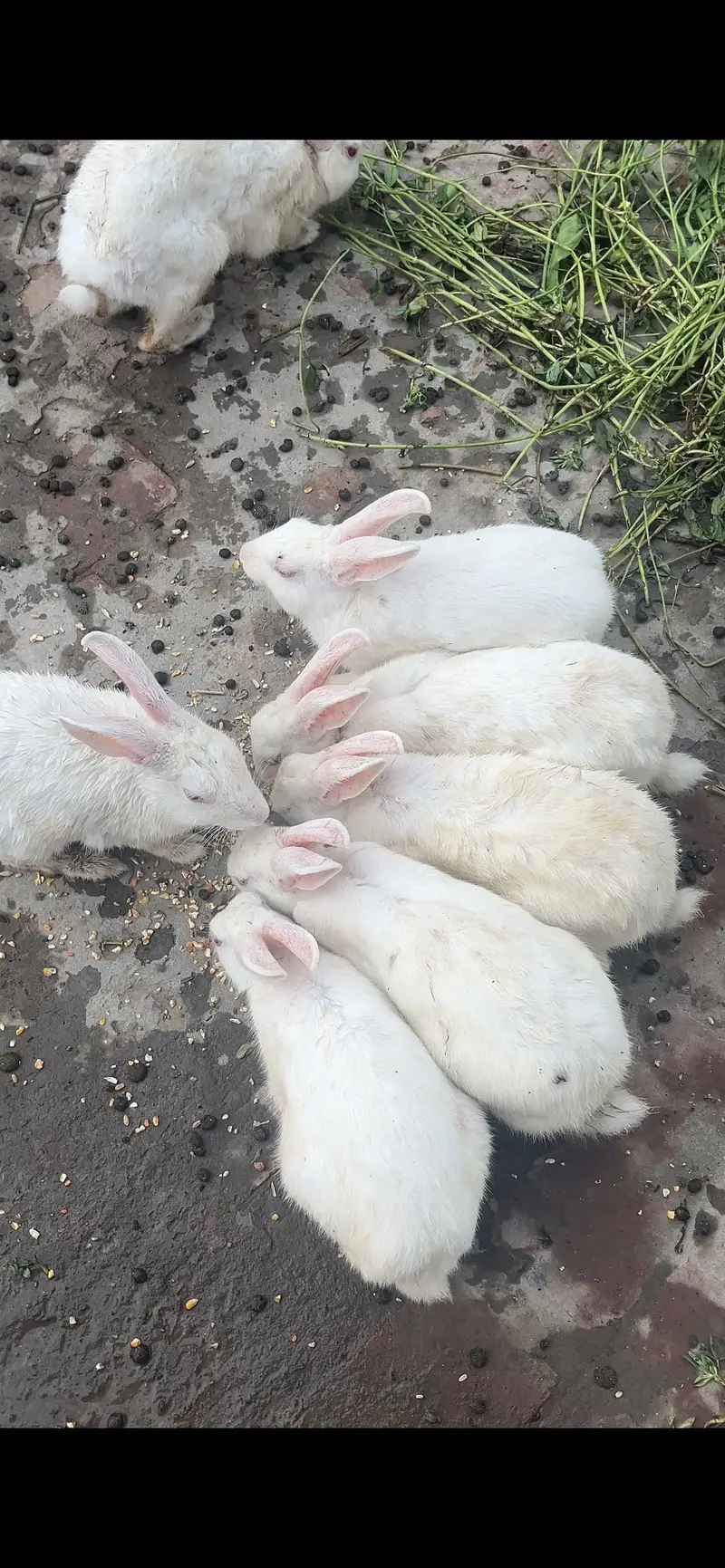 Red eye rabbits