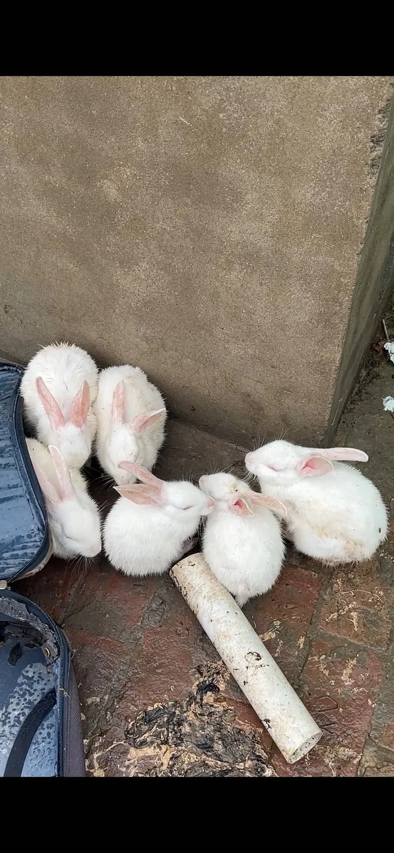Red eye rabbits — photo 2