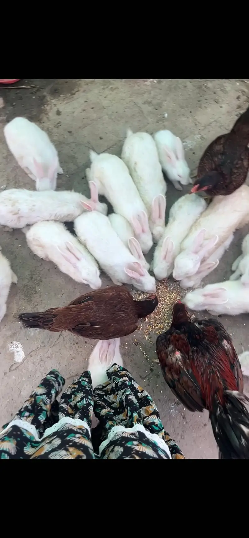 Red eye rabbits — photo 3
