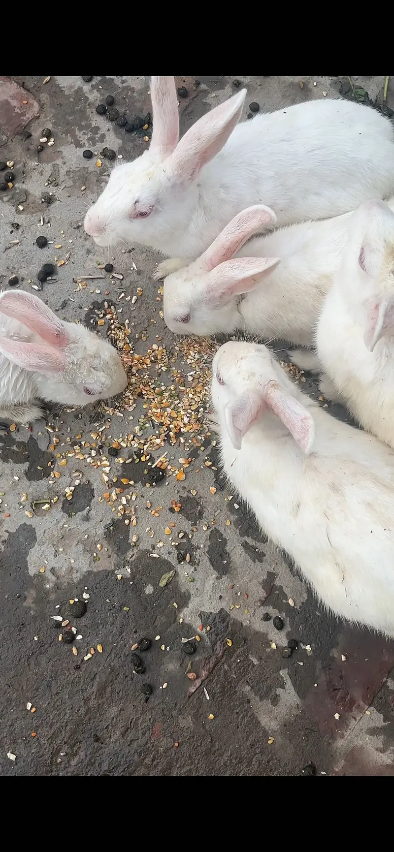 Red eye rabbits — photo 4