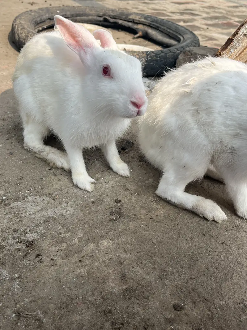 Red eye rabbits — photo 5