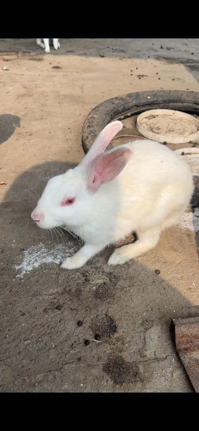 Red eye rabbits — photo 6