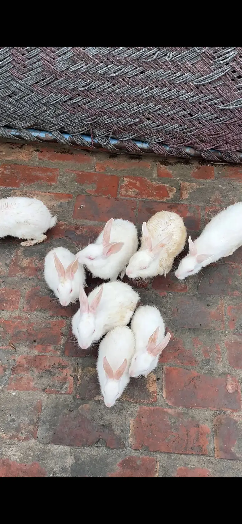 Red eye rabbits — photo 7