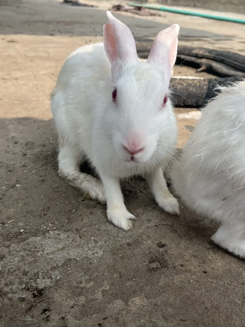 Red eye rabbits — photo 9