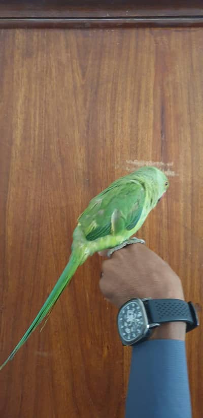 Green Parrot Chicks