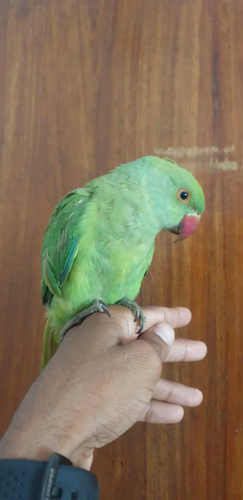Green Parrot Chicks — photo 2