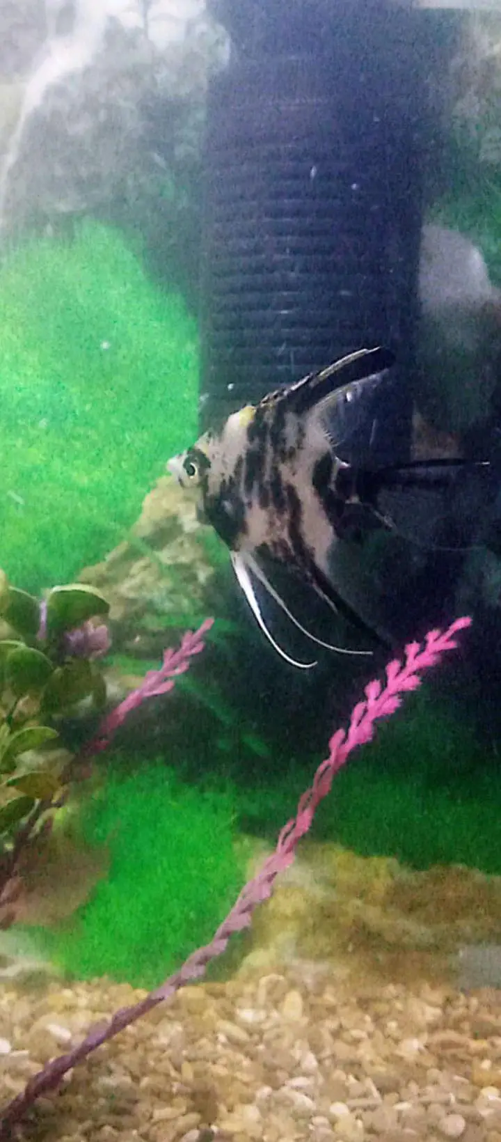 fish aquarium — photo 2