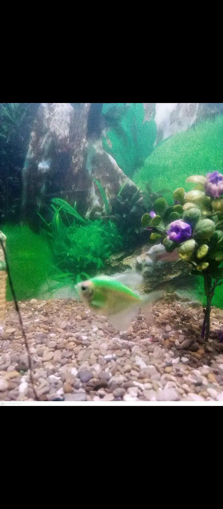 fish aquarium — photo 3