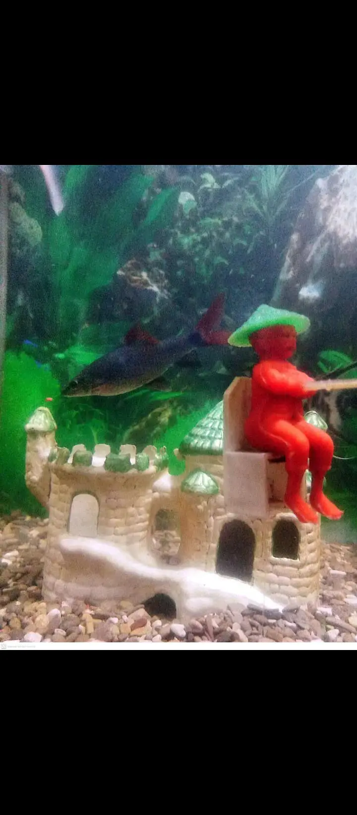 fish aquarium — photo 4