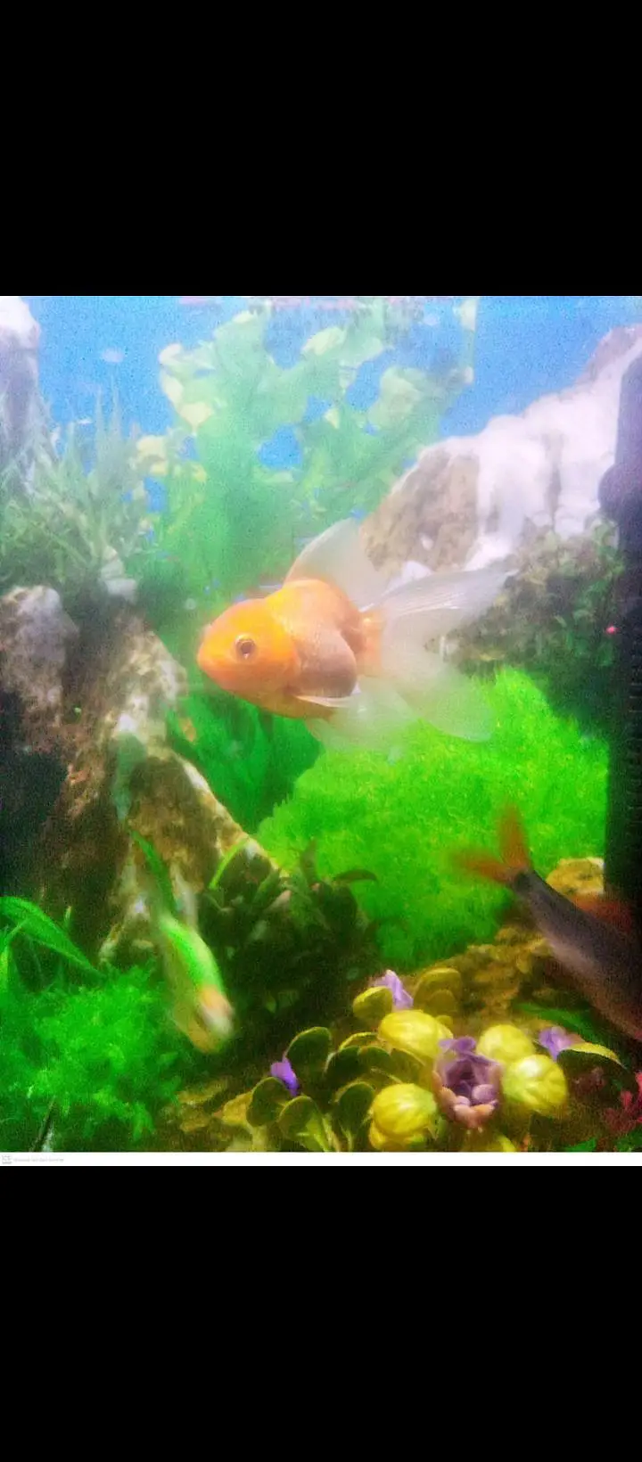 fish aquarium — photo 5