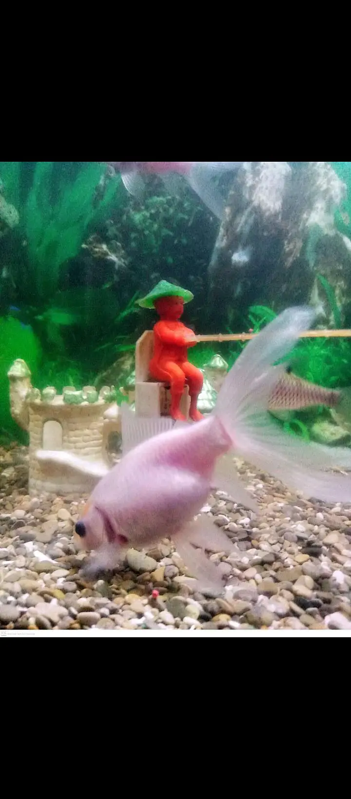fish aquarium — photo 6