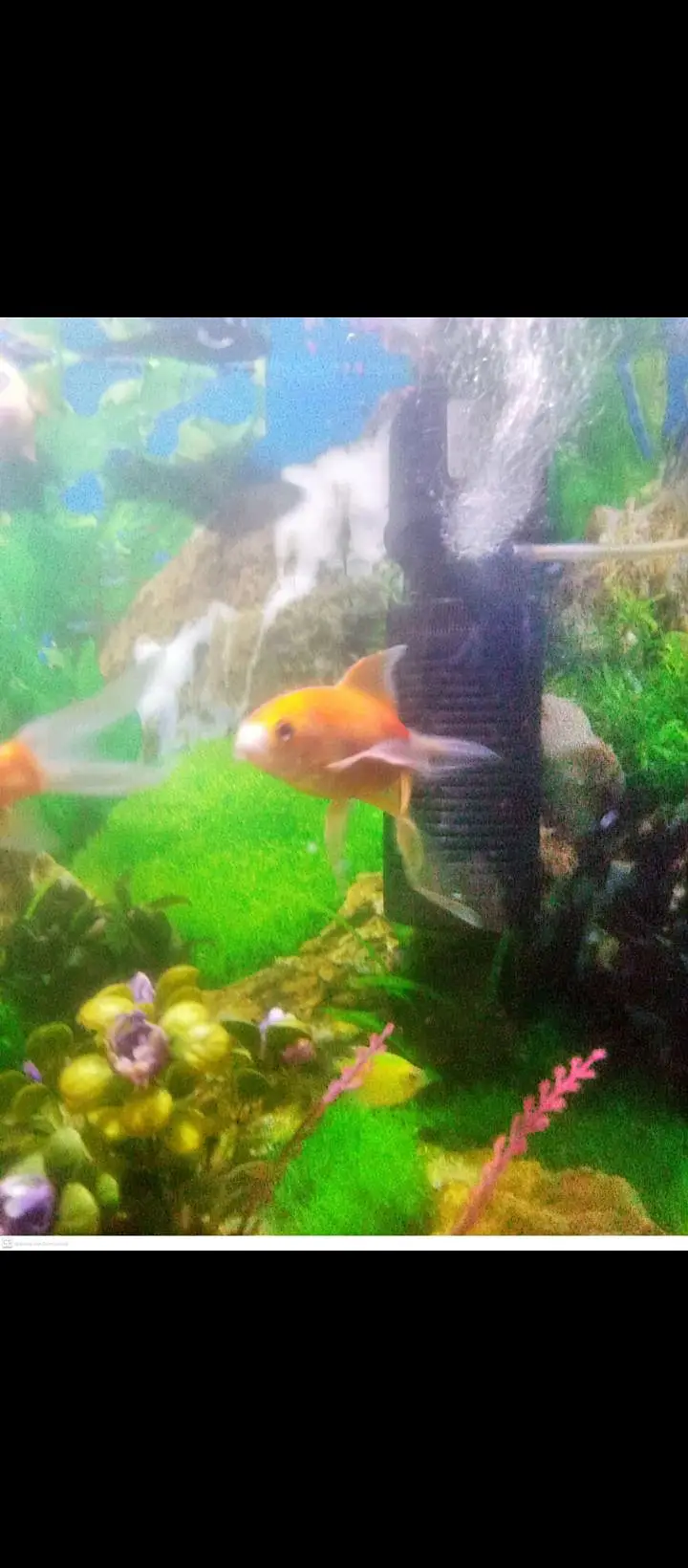 fish aquarium — photo 7