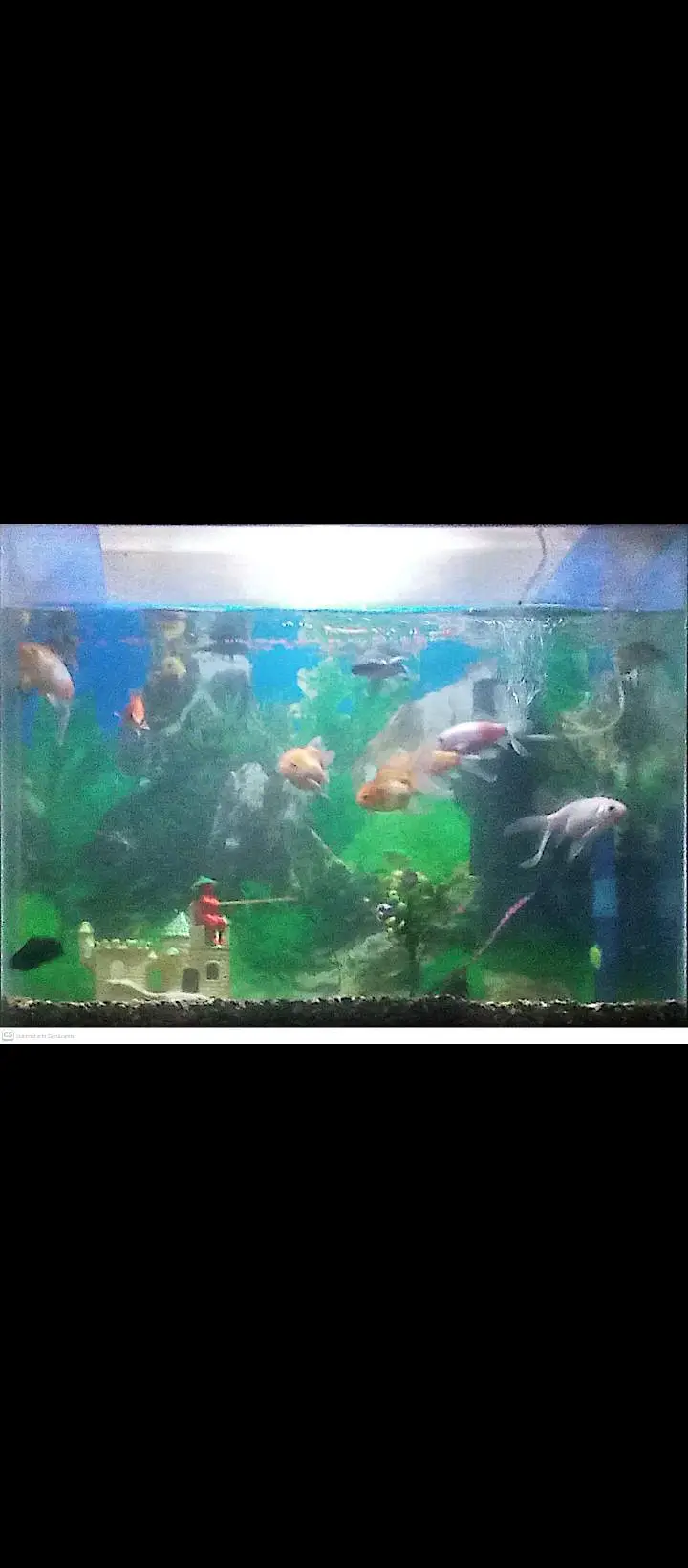 fish aquarium — photo 8