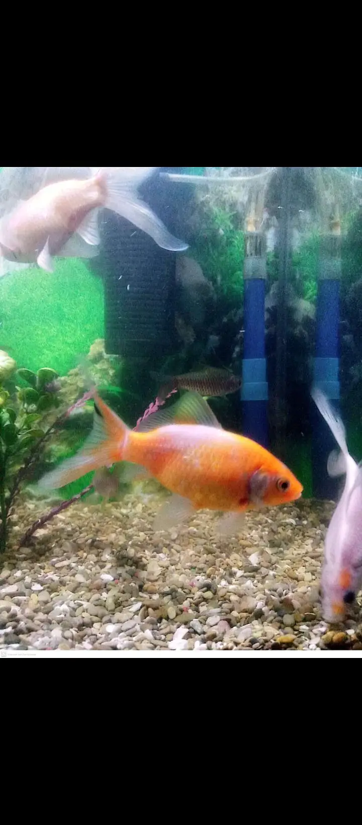 fish aquarium — photo 9