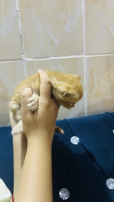 Persian cat baby  Whatapp03105266796
