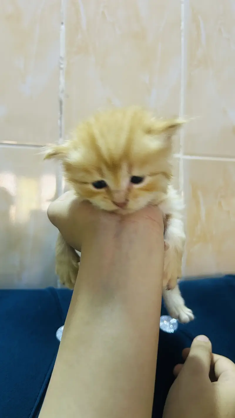 Persian cat baby  Whatapp03105266796 — photo 2