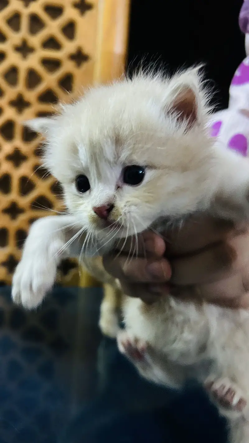 Persian cat baby  Whatapp03105266796 — photo 3