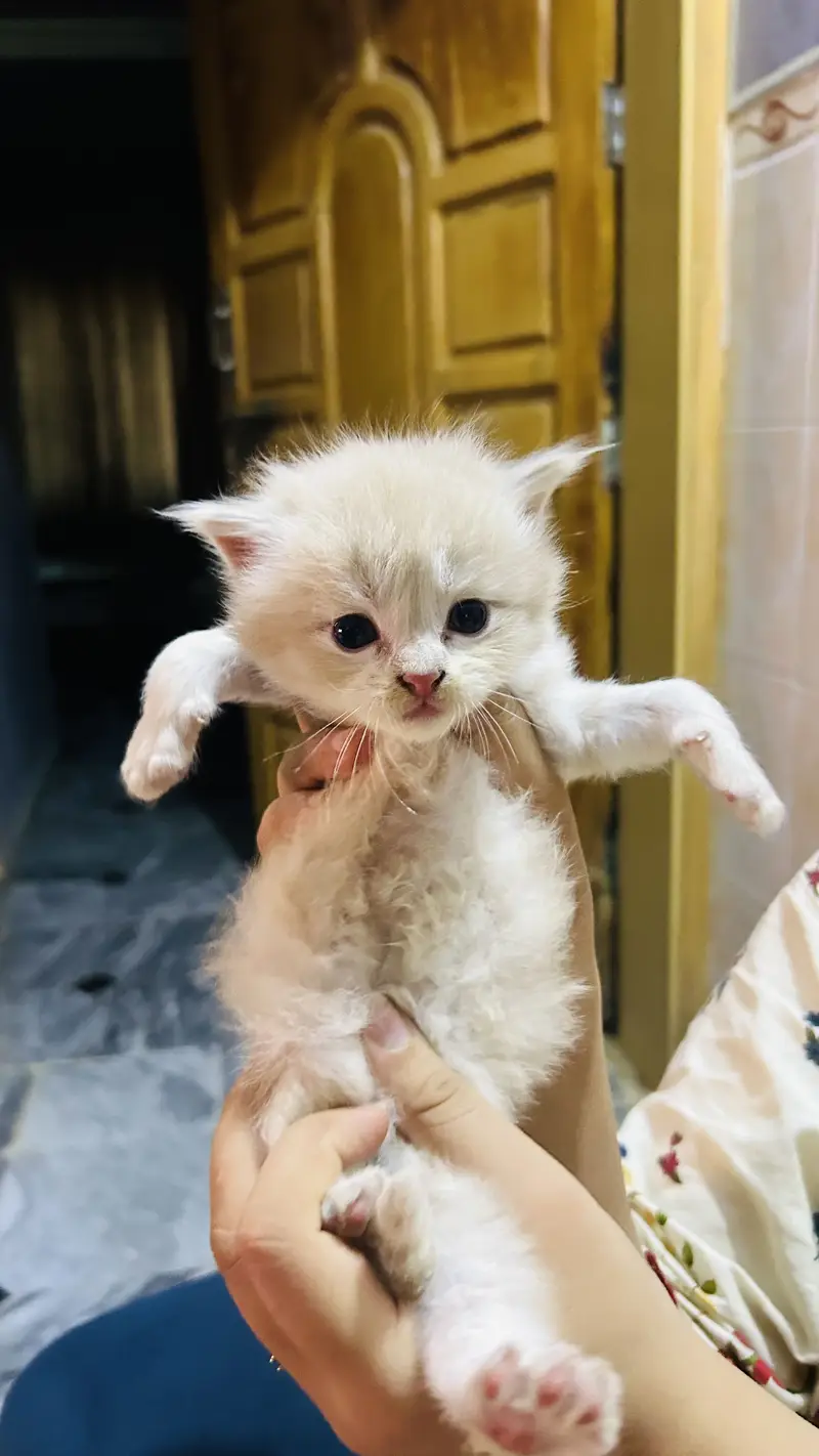 Persian cat baby  Whatapp03105266796 — photo 4