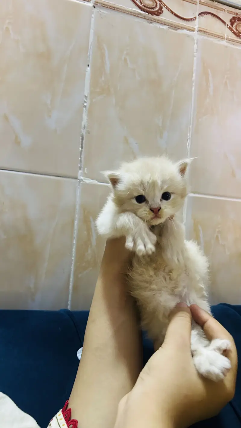 Persian cat baby  Whatapp03105266796 — photo 5