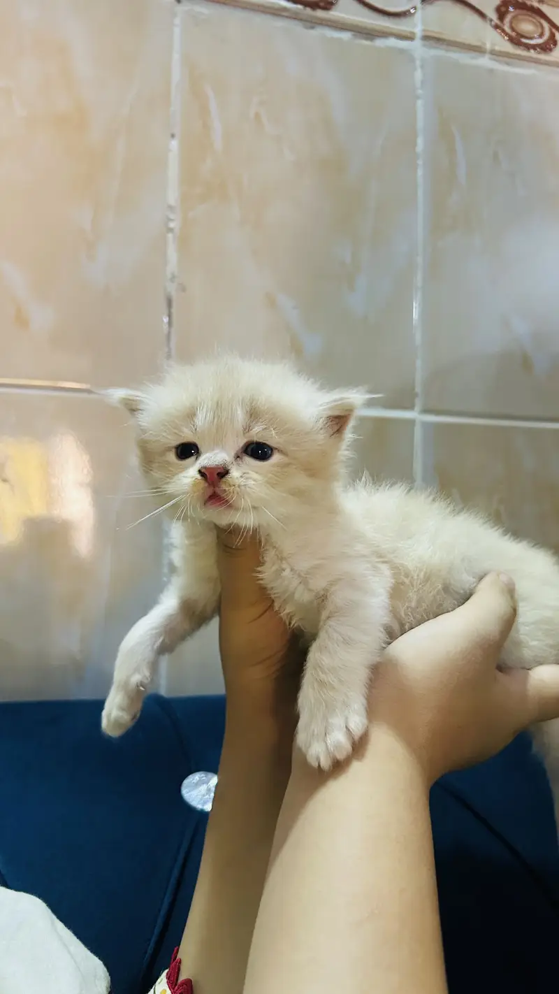 Persian cat baby  Whatapp03105266796 — photo 6