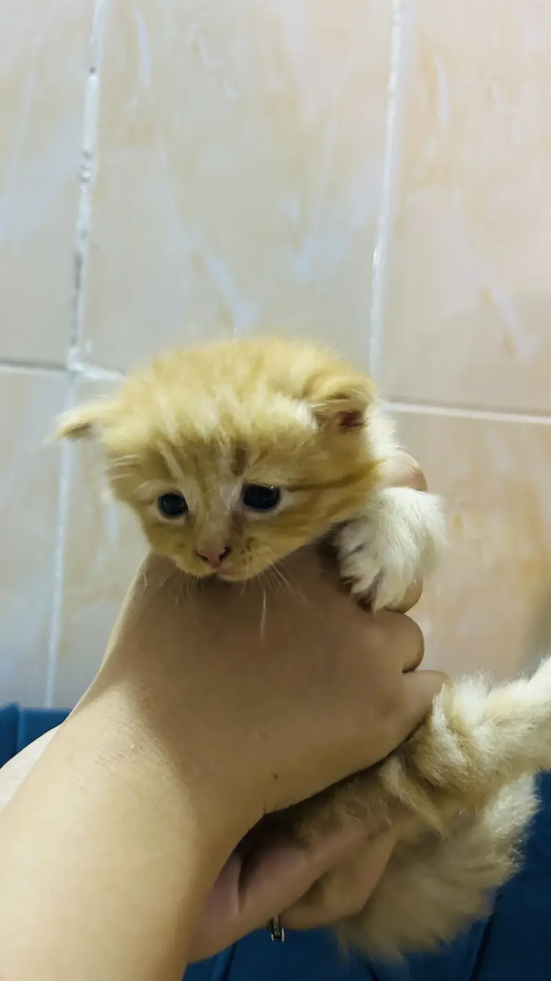 Persian cat baby  Whatapp03105266796 — photo 7
