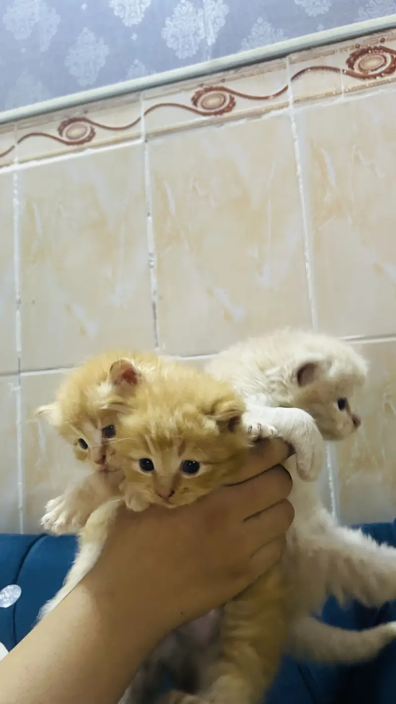 Persian cat baby  Whatapp03105266796 — photo 8