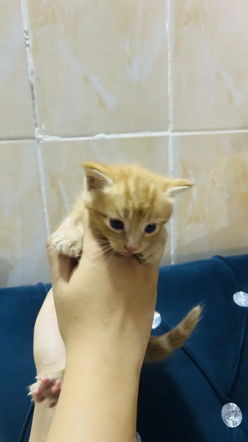 Persian cat baby  Whatapp03105266796 — photo 9