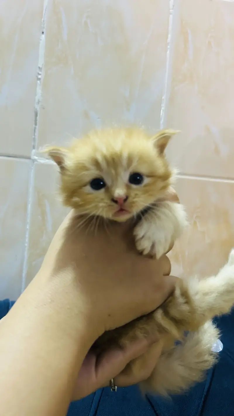 Persian cat baby  Whatapp03105266796 — photo 10
