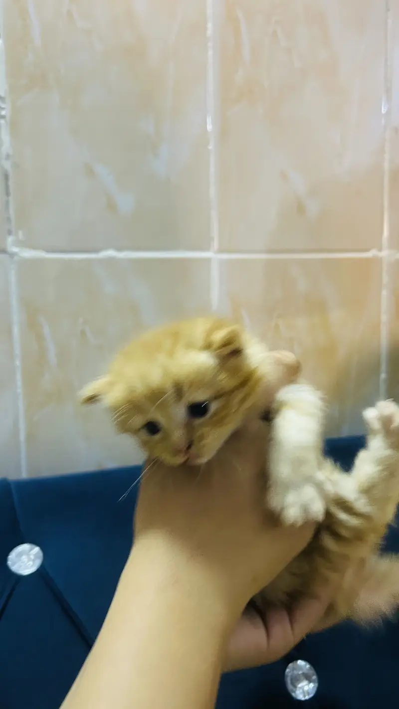 Persian cat baby  Whatapp03105266796 — photo 11