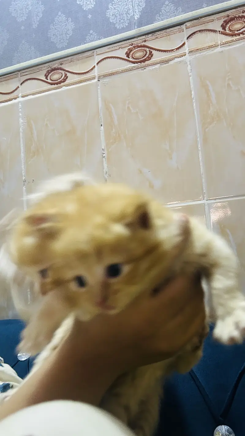 Persian cat baby  Whatapp03105266796 — photo 12