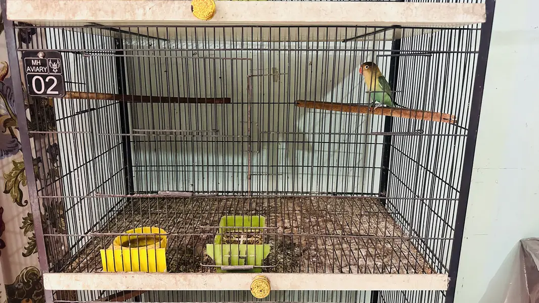 Birds cage for sale — photo 2