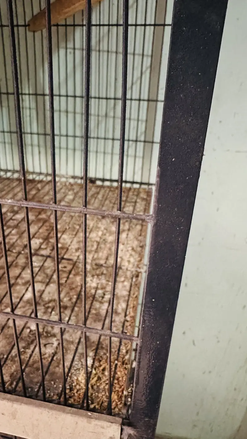 Birds cage for sale — photo 3