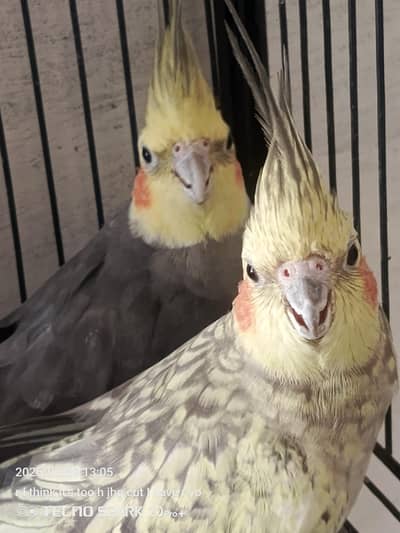 breeder pair