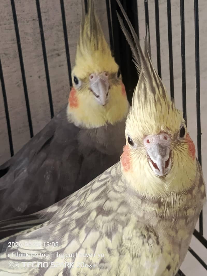breeder pair 0