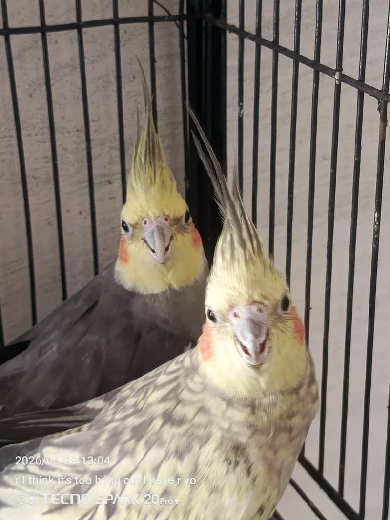 breeder pair 1