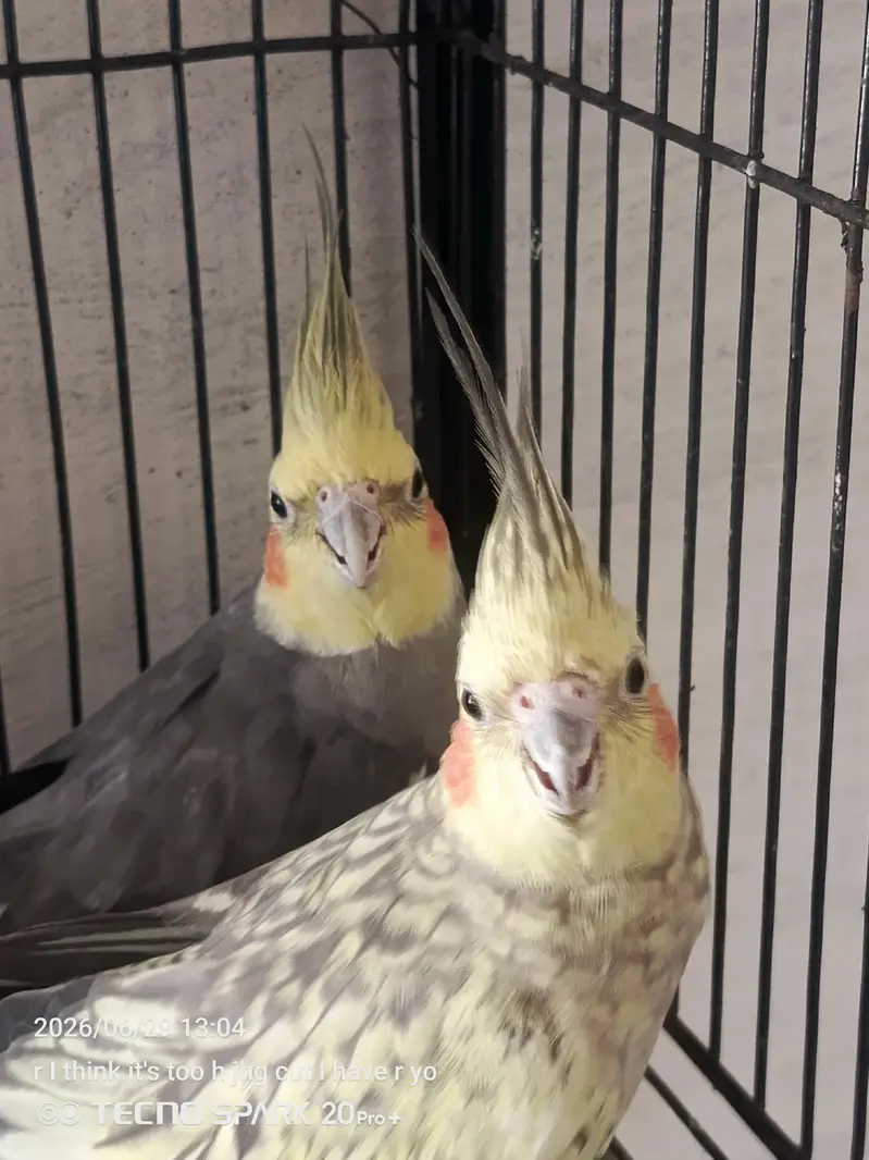 breeder pair — photo 2