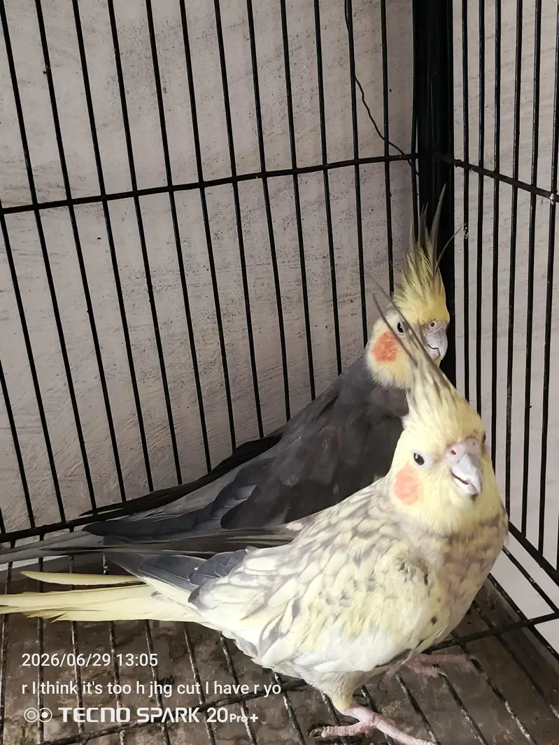 breeder pair — photo 3