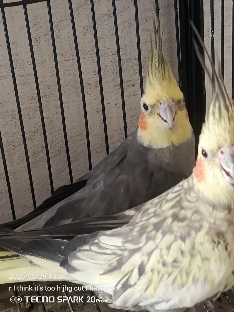 breeder pair — photo 4
