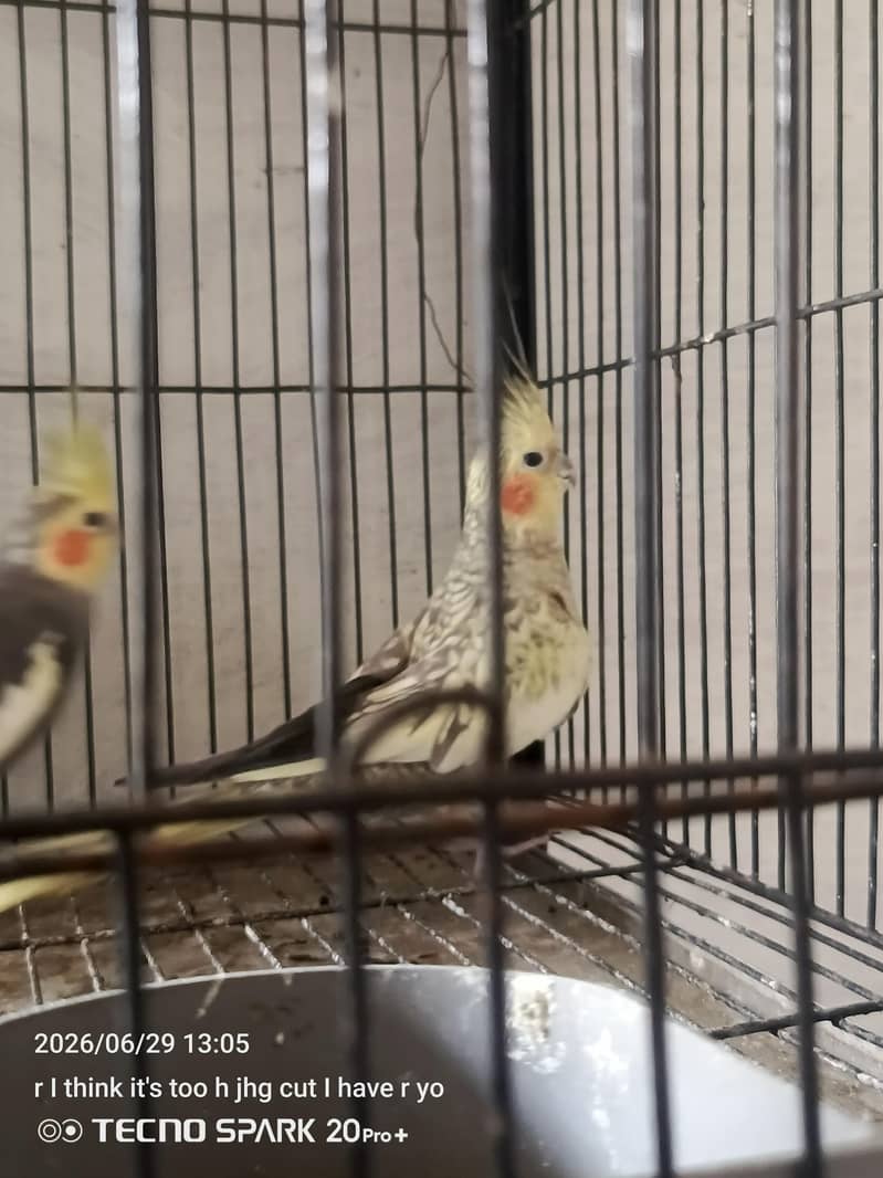 breeder pair 4