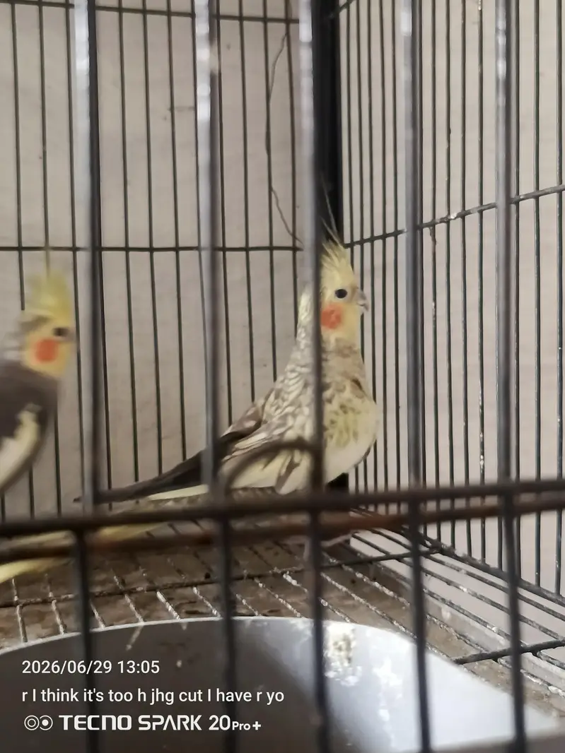 breeder pair — photo 5