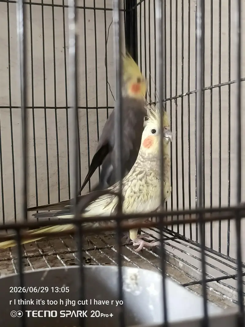 breeder pair — photo 6